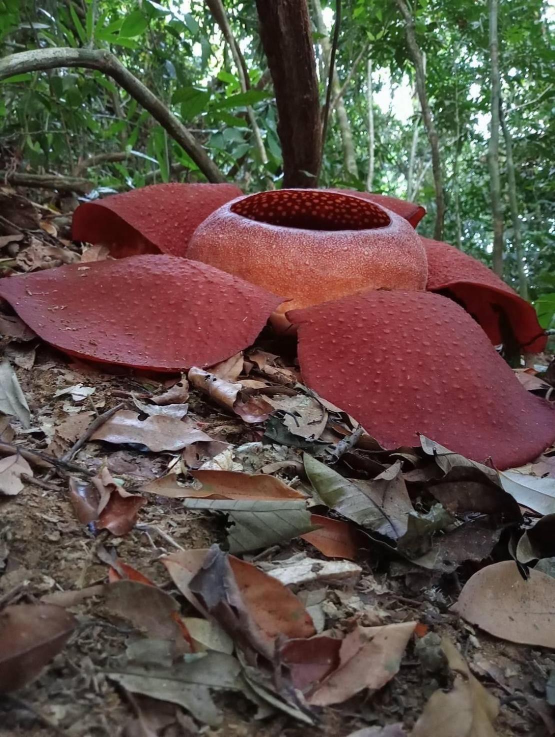 מלון Khao Sok National Park Cosy Garden Khao Sok מראה חיצוני תמונה